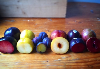 late season stone-fruit