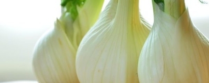 Fennel